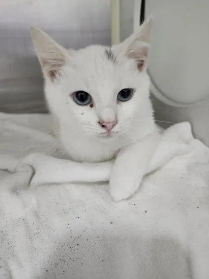 An adult medium-sized female Domestic Short Hair cat named SnowBelle for adoption in Columbus, IN