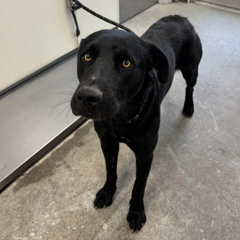 An adult large-sized male Mixed Breed dog named 111813 for adoption in Las Cruces, NM