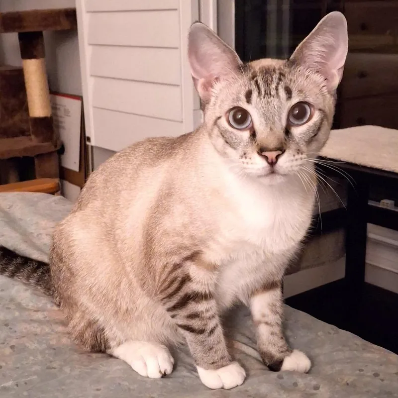 Posh Spice thumbnail 2