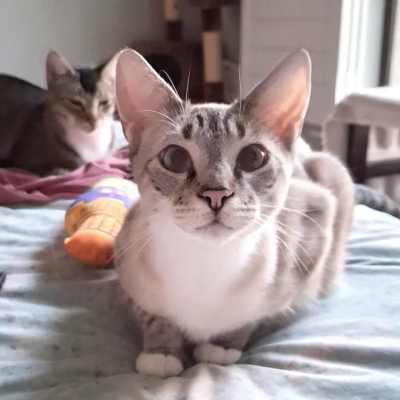 Posh Spice thumbnail 3