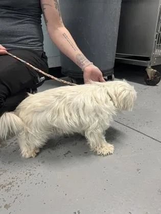 An adult small-sized male White / Cream Shih Tzu dog named Appa for adoption in Sacramento, CA