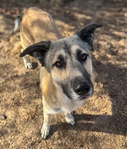 An adult large-sized male Shepherd dog named Trapper for adoption in Winfield, KS
