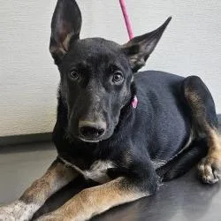 A baby medium-sized male Black Mixed Breed dog named Monster for adoption in Las Cruces, NM