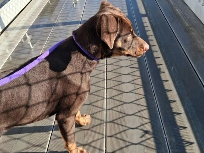 A young medium-sized male Mixed Breed dog named Count Chocula for adoption in Santa Fe, NM
