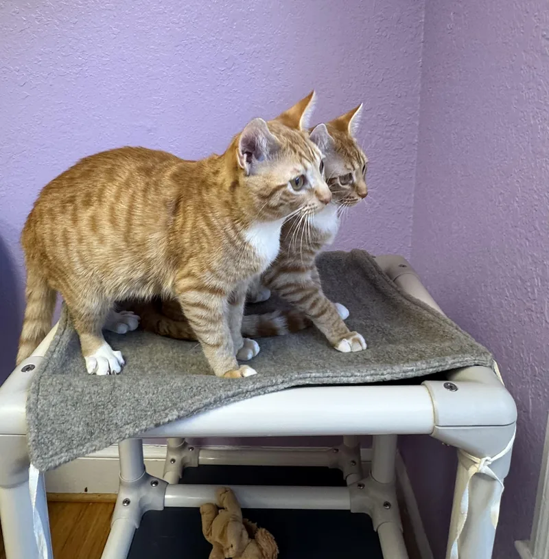 Clementine & Sunny Sisters thumbnail 4