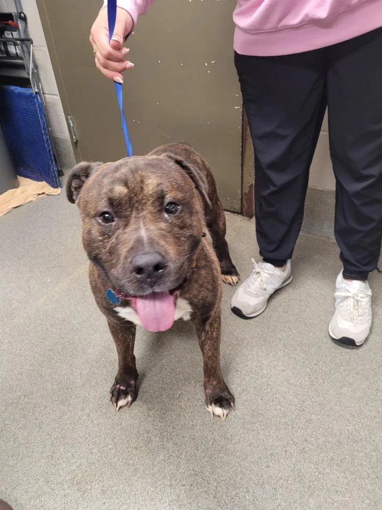A senior large-sized male Pit Bull Terrier dog named Peanut for adoption in Hopkinsville, KY
