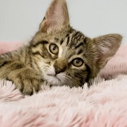 A baby small-sized male Domestic Short Hair cat named Rhuarc for adoption in Camano Island, WA