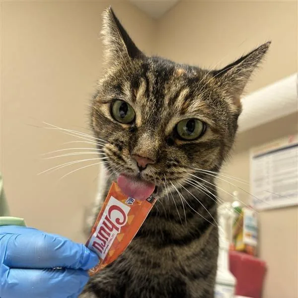 An adult large-sized female Domestic Short Hair cat named My Llorona for adoption in Tempe, AZ