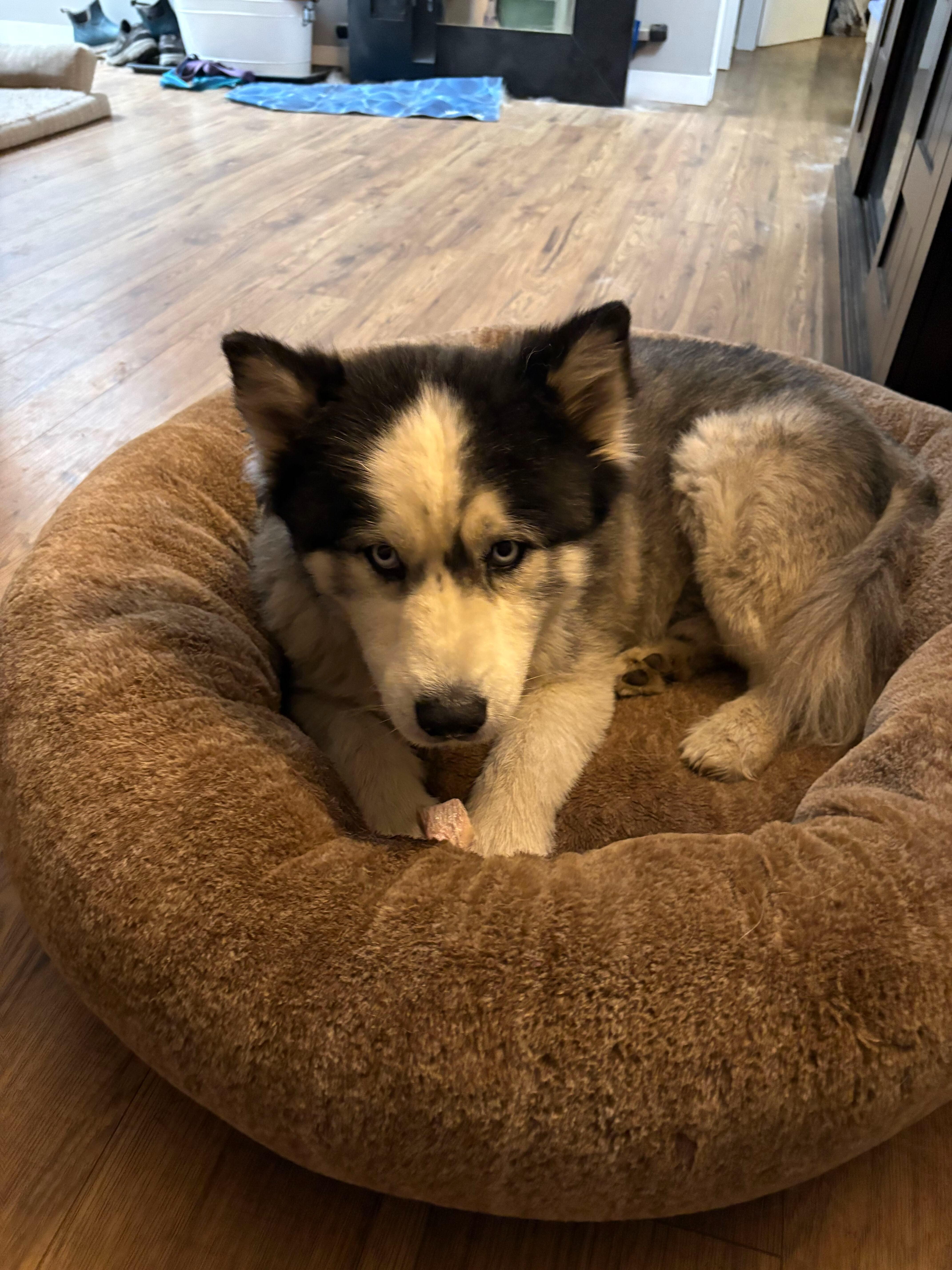 An adult large-sized male Siberian Husky dog named Spirit for adoption in San Rafael, CA