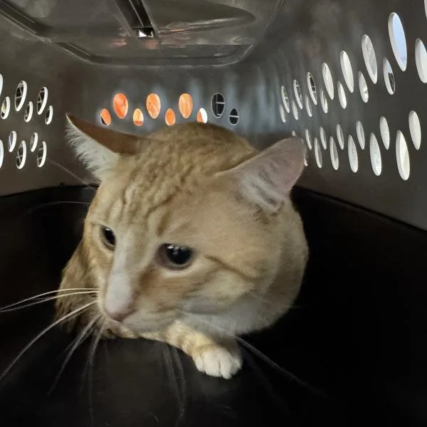 An adult medium-sized male Domestic Short Hair cat named Marcus for adoption in Des Moines, IA