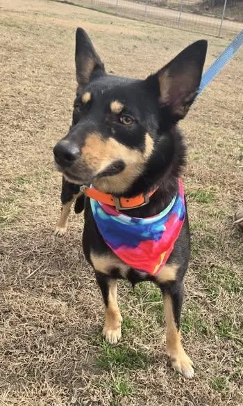 Cheyenne thumbnail 2