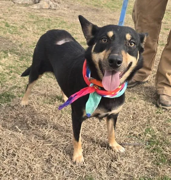 Cheyenne thumbnail 3