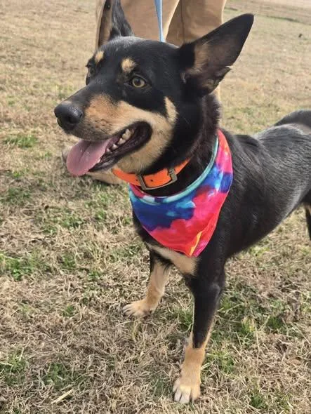 Cheyenne thumbnail 4