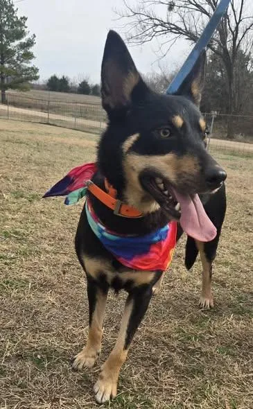 Cheyenne thumbnail 6