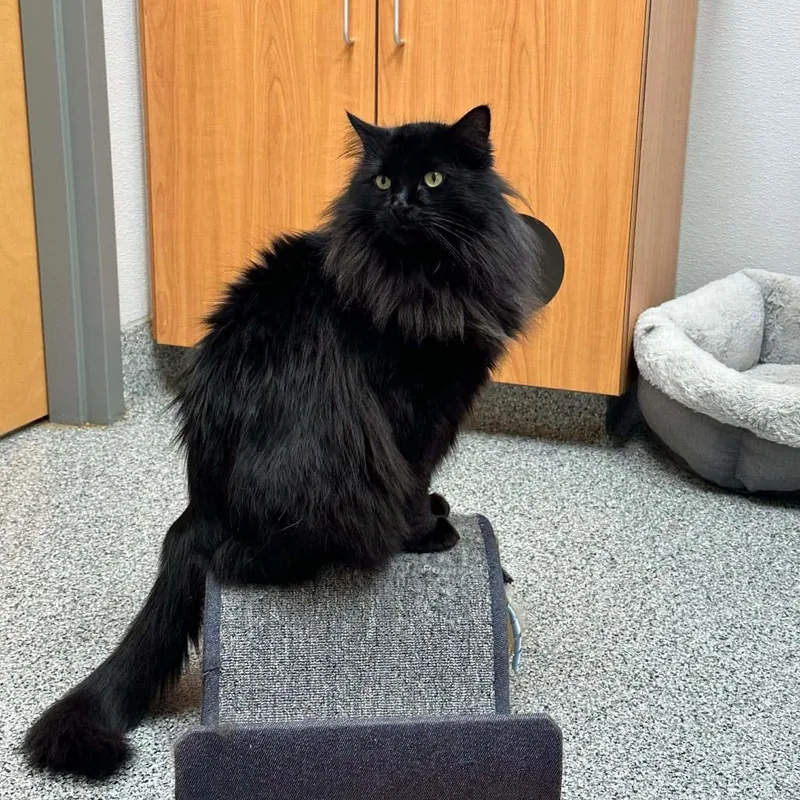A senior small-sized male Domestic Long Hair cat named Kingsford for adoption in Wichita, KS
