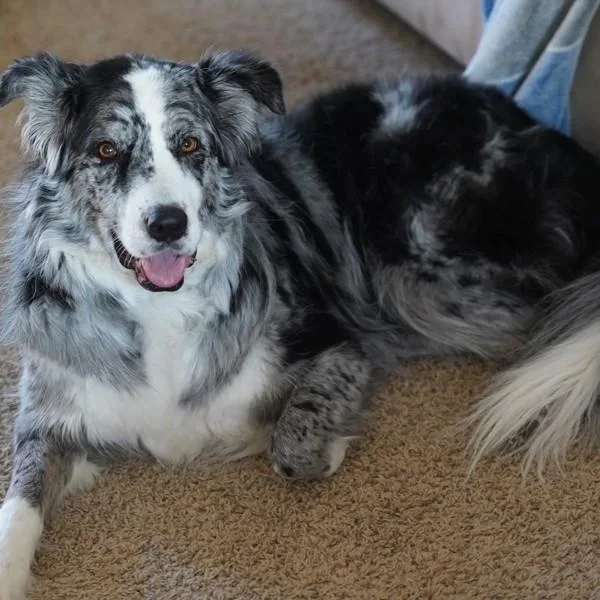Zoey β Bonded Buddy