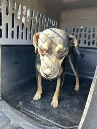 An adult small-sized male Chihuahua dog named Scarecrow for adoption in Fresno, CA