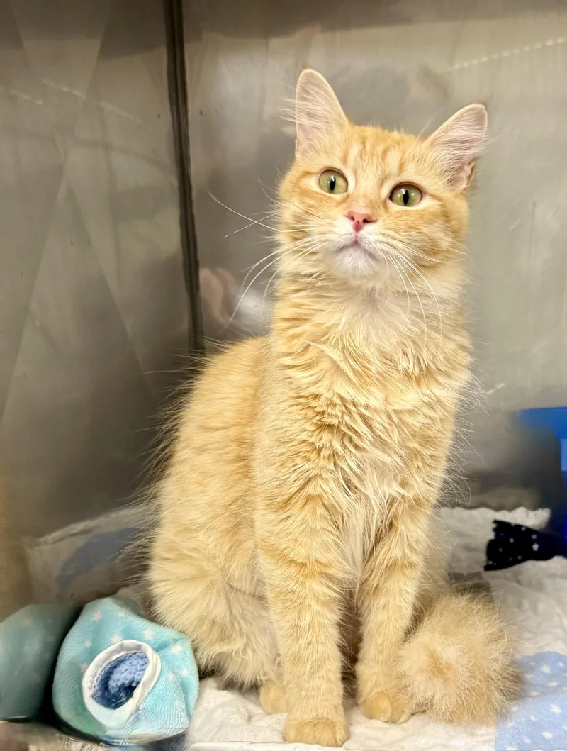 Marmalade