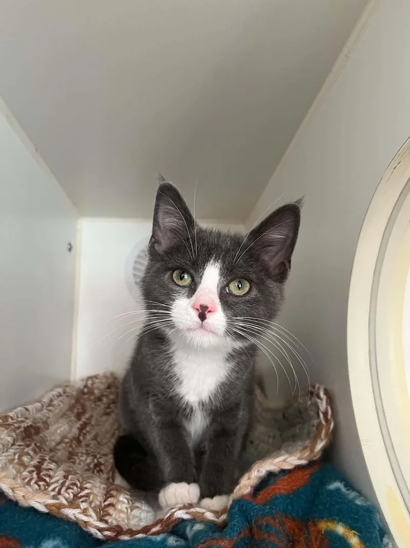 A baby medium-sized female Black & White / Tuxedo Domestic Short Hair cat named Emmy for adoption in Gettysburg, PA
