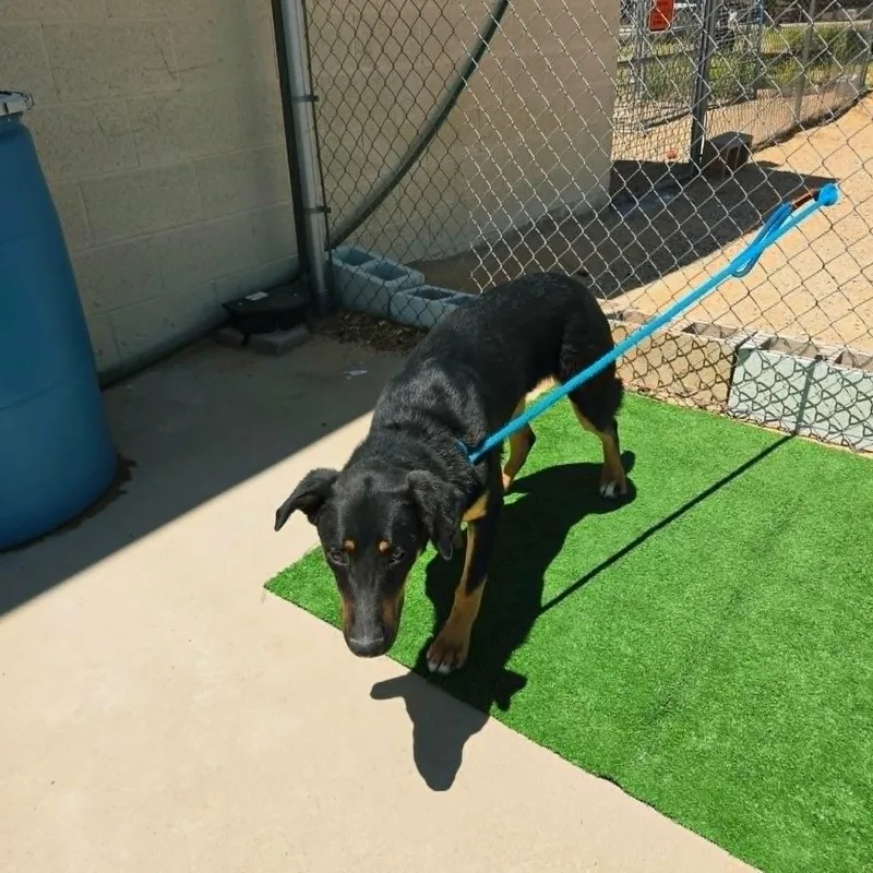 A young medium-sized male Shepherd dog named Tye for adoption in California City, CA