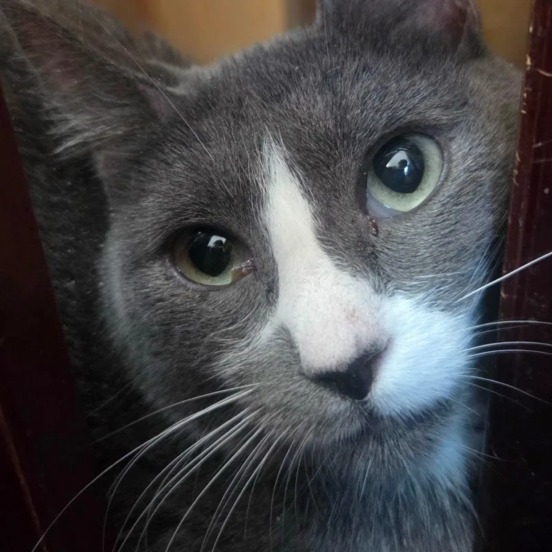 An adult medium-sized female Black American Shorthair cat named Ahyeon for adoption in Klamath Falls, OR
