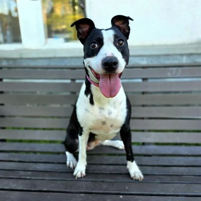 A young medium-sized female Pit Bull Terrier dog named Carpe Diem for adoption in Long Beach, CA