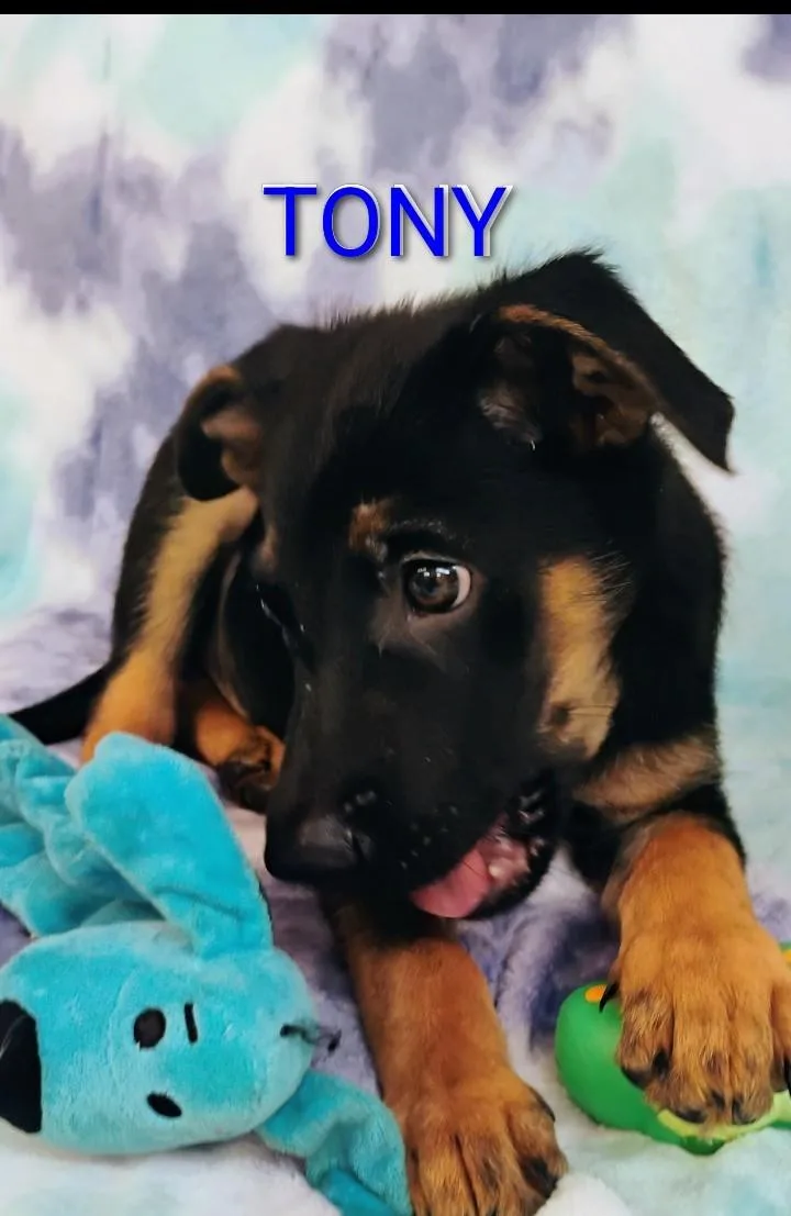 A baby medium-sized male Black German Shepherd Dog dog named Tony for adoption in Saint Jo, TX