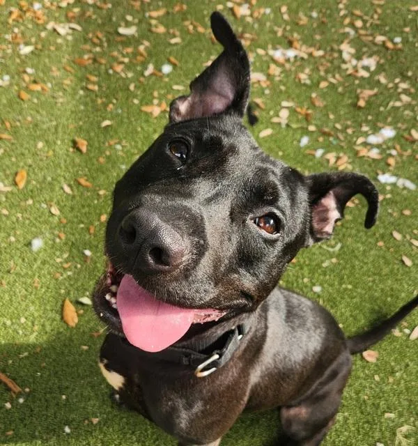 A young large-sized male Mixed Breed dog named Zaire for adoption in Austin, TX