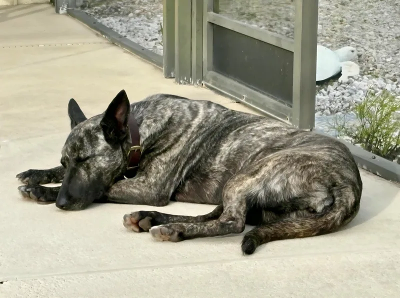 An adult medium-sized female Dutch Shepherd dog named Courtesy Listing for adoption in Oviedo, FL