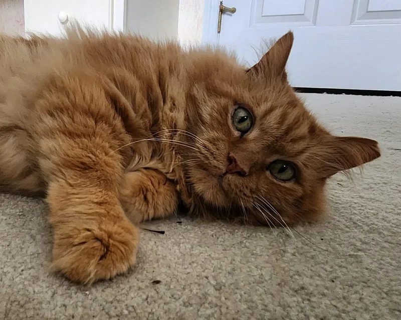 An adult large-sized male Tabby (Orange / Red) Domestic Medium Hair cat named Samson for adoption in Inez, KY