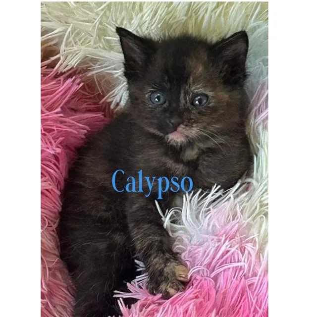 A baby medium-sized female Domestic Medium Hair cat named Calypso for adoption in Auburn, CA