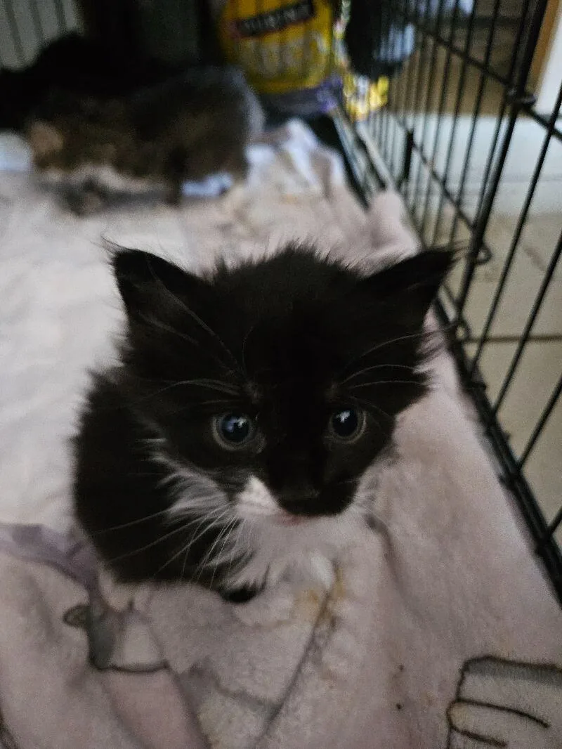 A young medium-sized male Black & White / Tuxedo Domestic Medium Hair cat named Pumpernickle for adoption in Adrian, MI