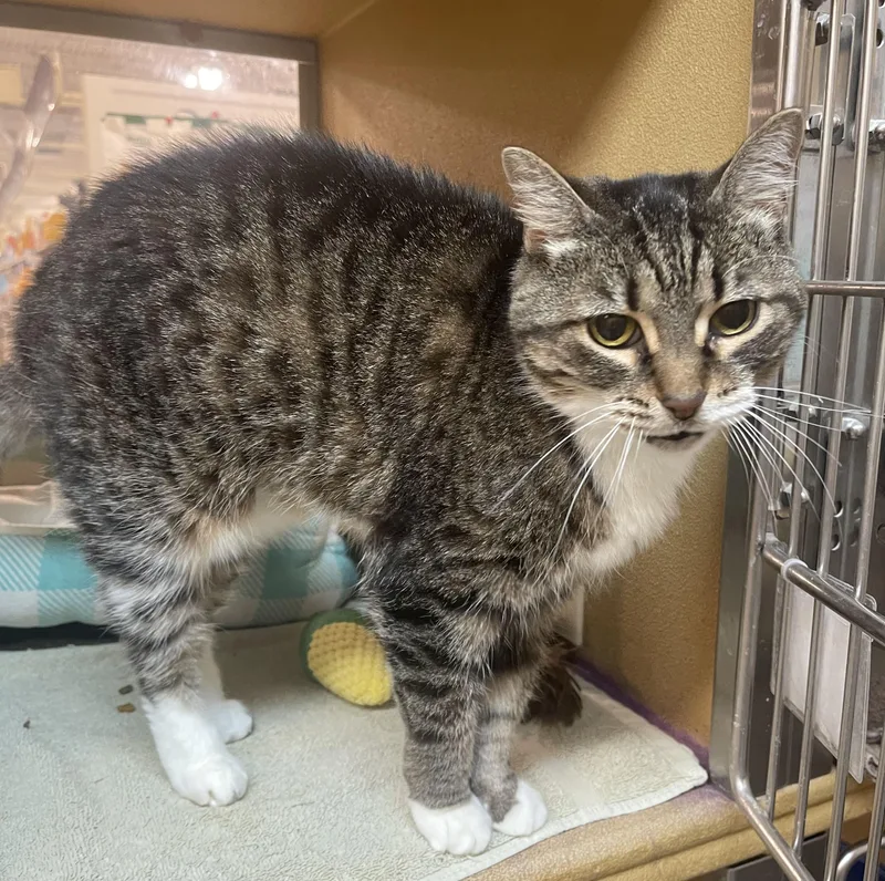 An adult medium-sized female Black Domestic Short Hair cat named Lolita for adoption in Highland, IN
