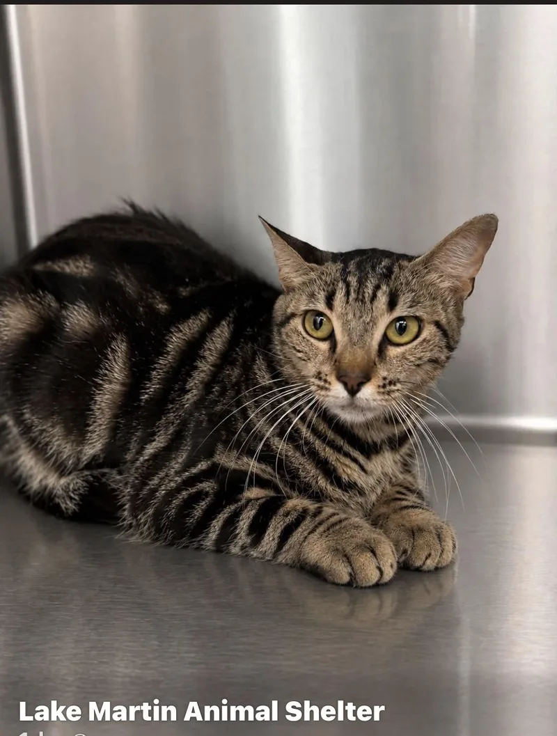 An adult large-sized female Tabby (Gray / Blue / Silver) Domestic Short Hair cat named Shiloh for adoption in Alexander City, AL