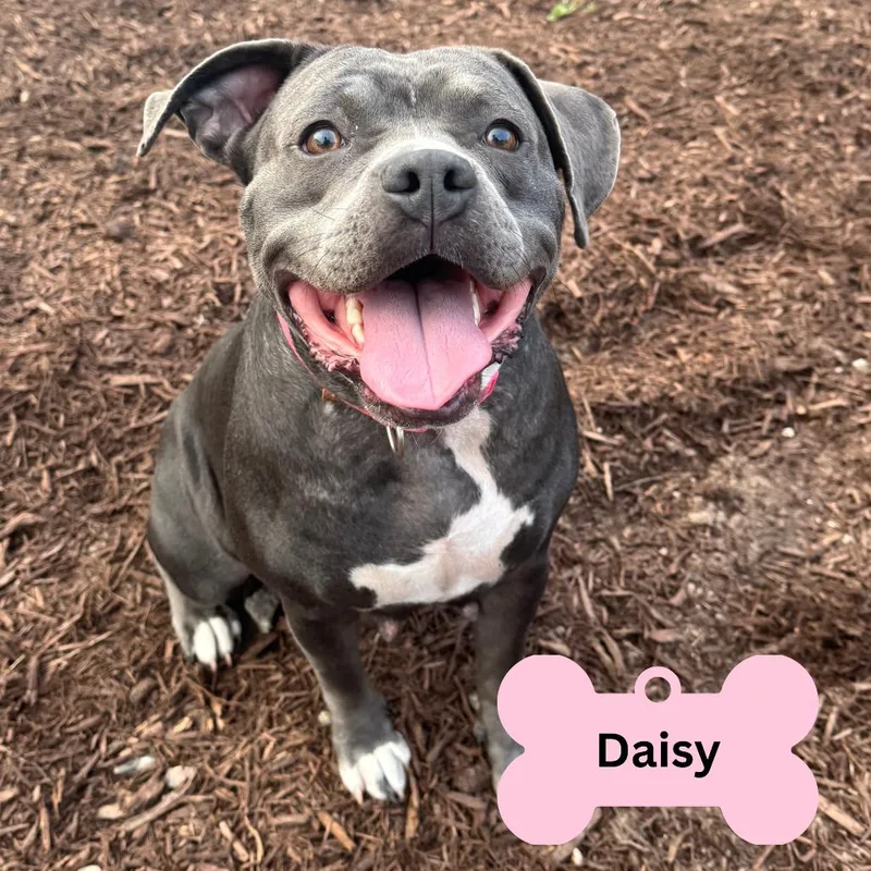 Daisy thumbnail 3