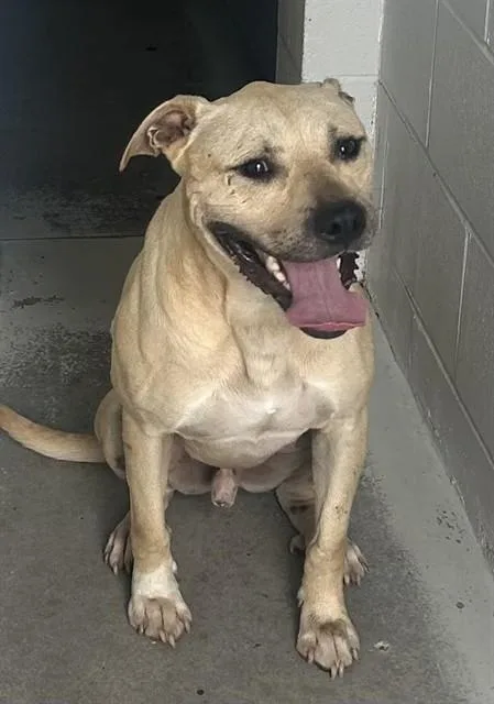 A young large-sized male Pit Bull Terrier dog named Billy for adoption in Rosenberg, TX