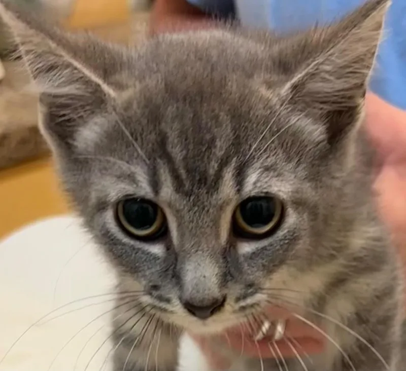 A baby small-sized male Domestic Short Hair cat named Hemi for adoption in Elizabethton, TN