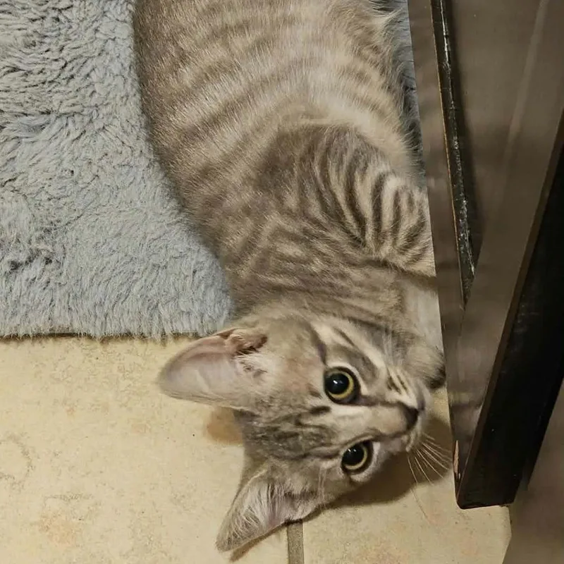 A baby small-sized male Domestic Long Hair cat named Sterling for adoption in Houston, TX