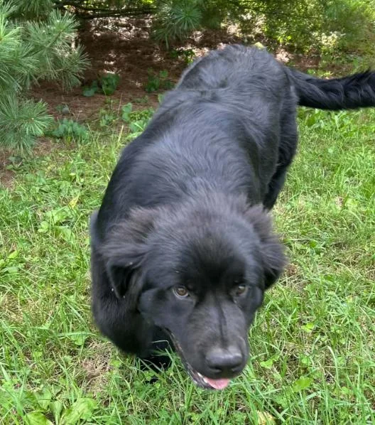 A baby extra large-sized female Newfoundland Dog dog named Poppy for adoption in Lewistown, PA