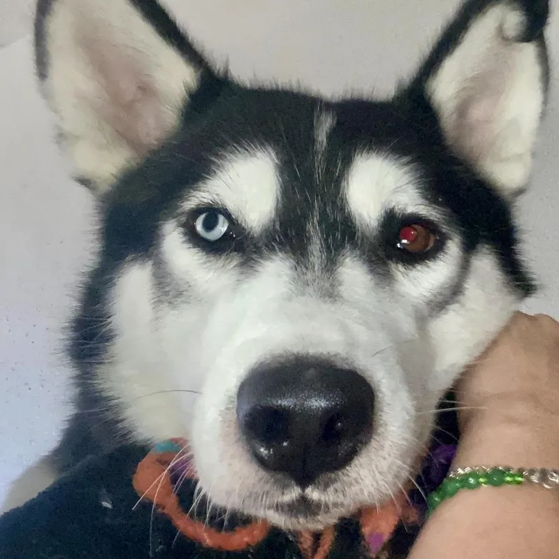 Hercules thumbnail 3