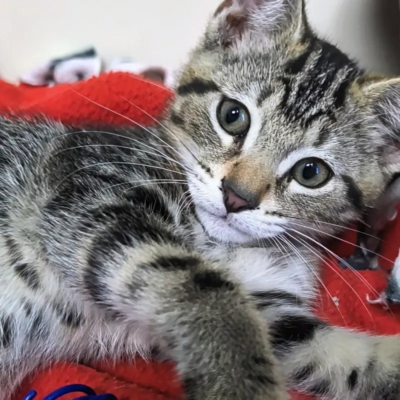 A baby small-sized male Tabby (Buff / Tan / Fawn) Domestic Short Hair cat named Up Best Friends for adoption in West Jefferson, OH