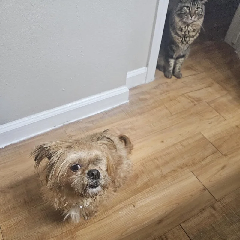 A young small-sized male Apricot / Beige Shih Tzu dog named Willie for adoption in Pflugerville, TX