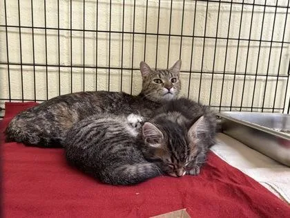 An adult medium-sized female Domestic Short Hair cat named Cherry for adoption in Lowell, MA