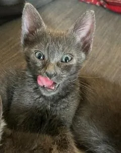 A baby small-sized female Domestic Short Hair cat named Princess for adoption in Camarillo, CA