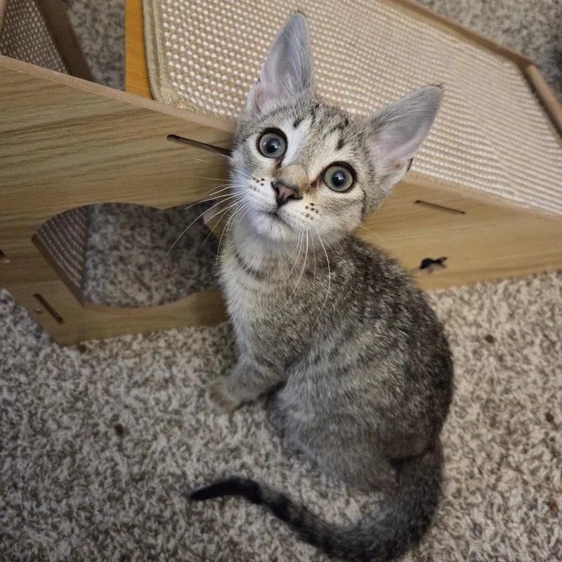 A baby small-sized male Domestic Short Hair cat named Nutty Buddy for adoption in Woodstock, GA