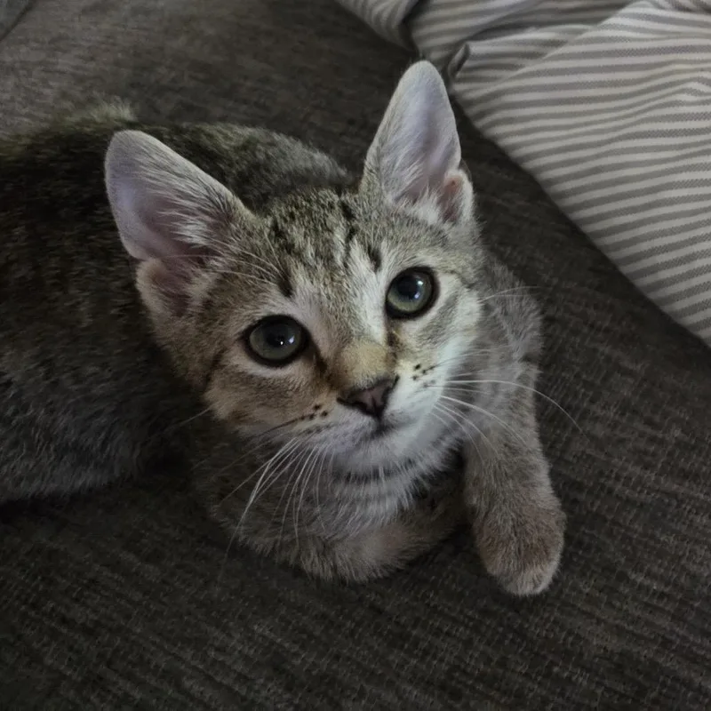 Nutty Buddy thumbnail 2