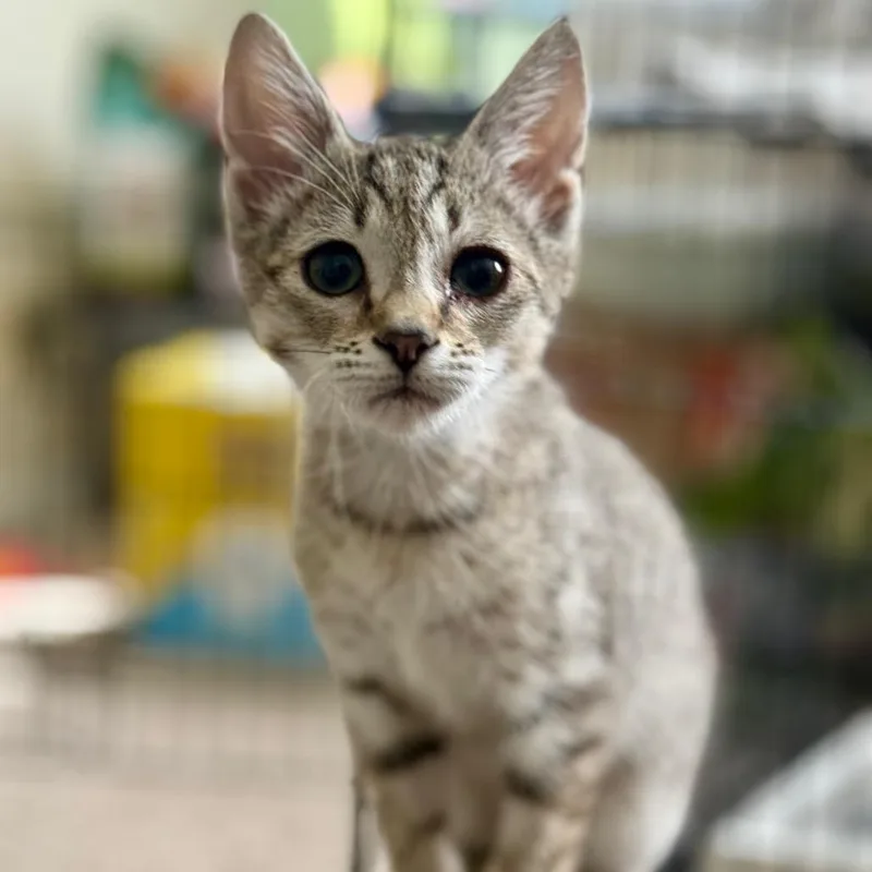 Nutty Buddy thumbnail 3