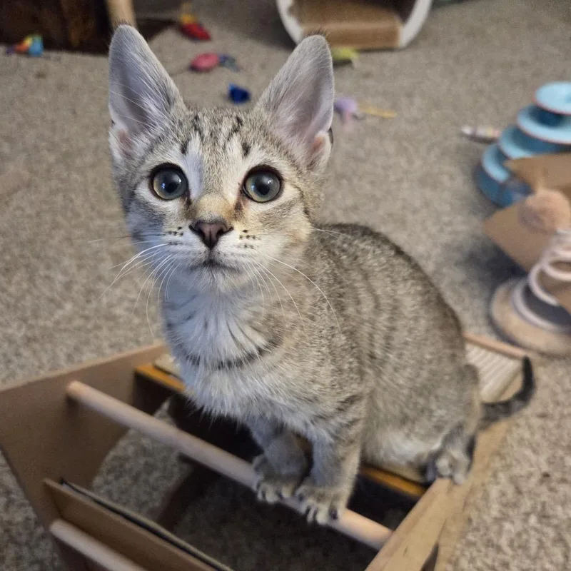 Nutty Buddy thumbnail 4