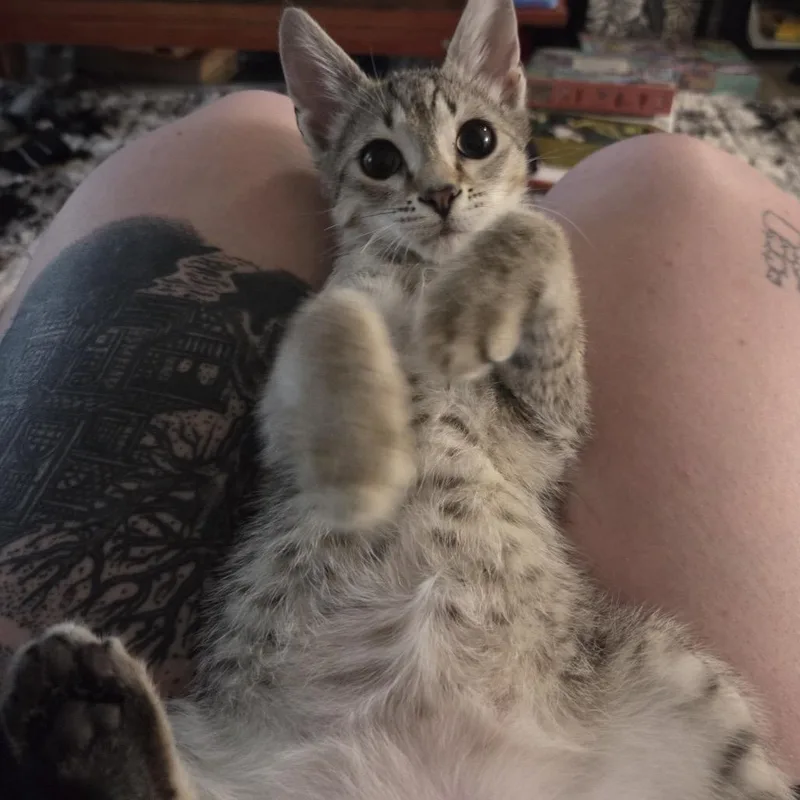 Nutty Buddy thumbnail 5