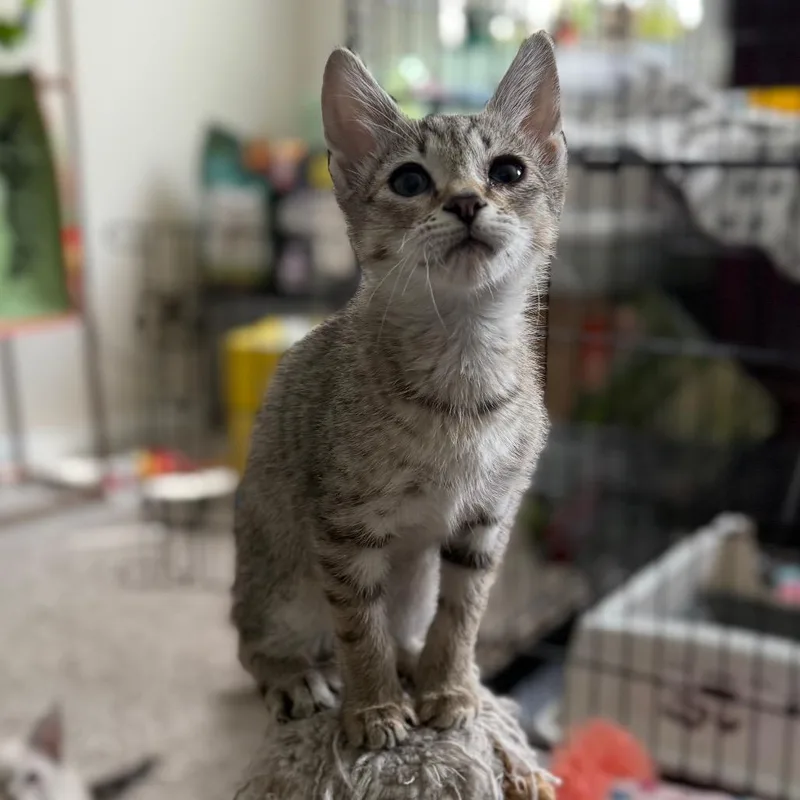 Nutty Buddy thumbnail 6